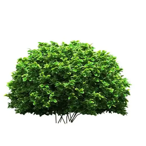 园林景观树木图片素材648