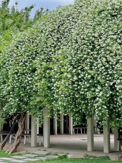 西安0元七里香瀑布花海春天最浪漫的存在