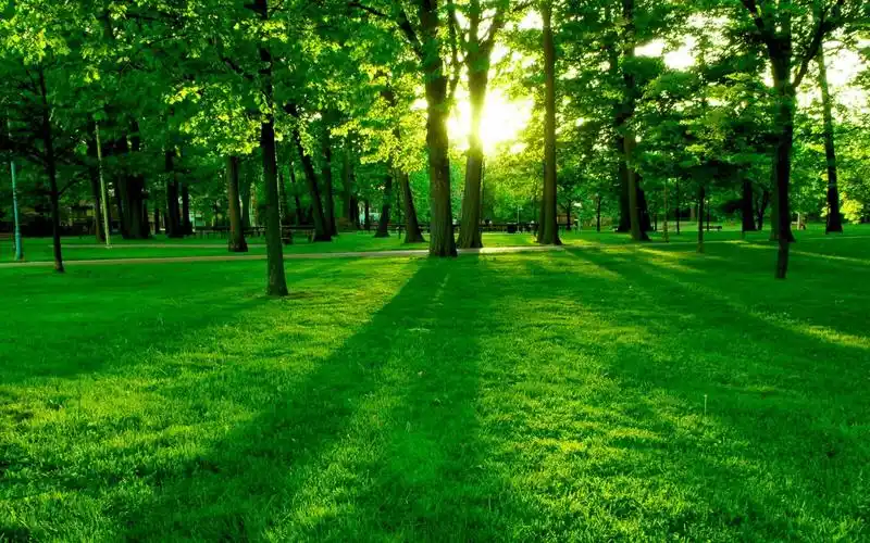 绿色着眼森林xp主题