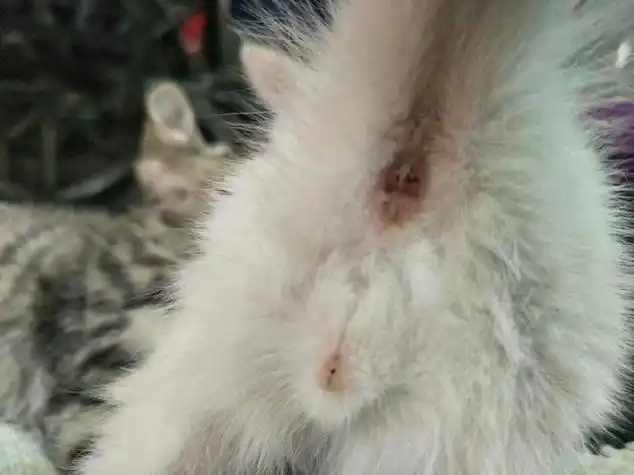 成年猫咪公母分辨图,成年猫咪公母分辨图