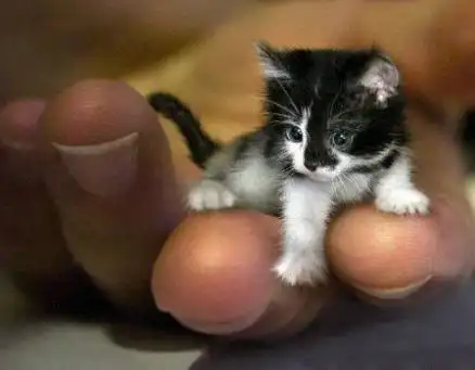 世界上最小的猫咪,它叫希德,据说身长只有7厘米!好萌好可爱啊!