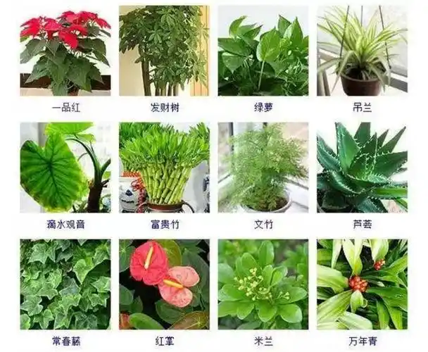 100种常见观叶植物你都认识么