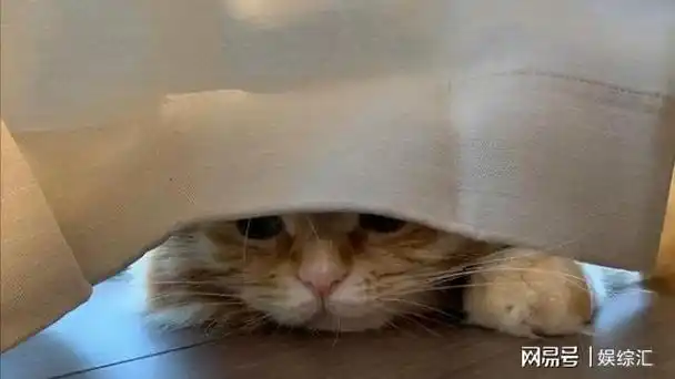 神奇猫咪的睡觉位置居然和主人有关系
