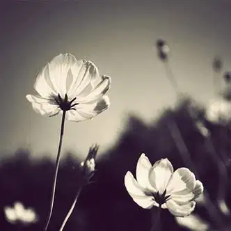 一朵花图片头像高清清新的一朵花头像图片