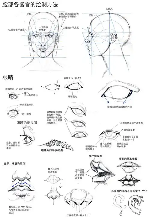 脸部各器官……_来自ct0309的图片分享-堆糖