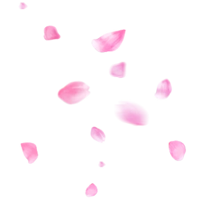 漂浮的桃花花瓣飘落的粉红色花瓣飞舞的桃花