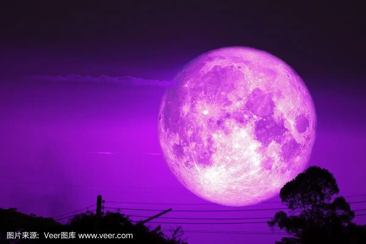 超级黑暗的收获紫色的月亮在夜晚的天空背面干燥的树枝在森林