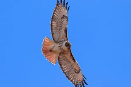 特写关闭了的红尾鵟的详细照片红尾鵟鸟两只美洲红隼,最小的猎鹰猎鹰
