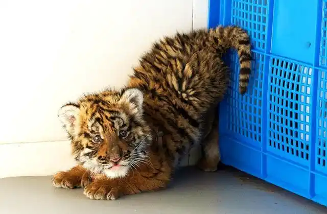 可爱的小老虎 洛阳市王城公园动物园供图