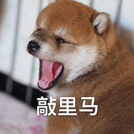 萌宠 狗 汪星人 敲里马 生气 骂人