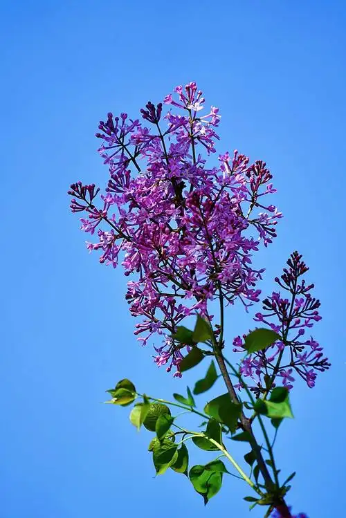 一树丁香花 此花应入画