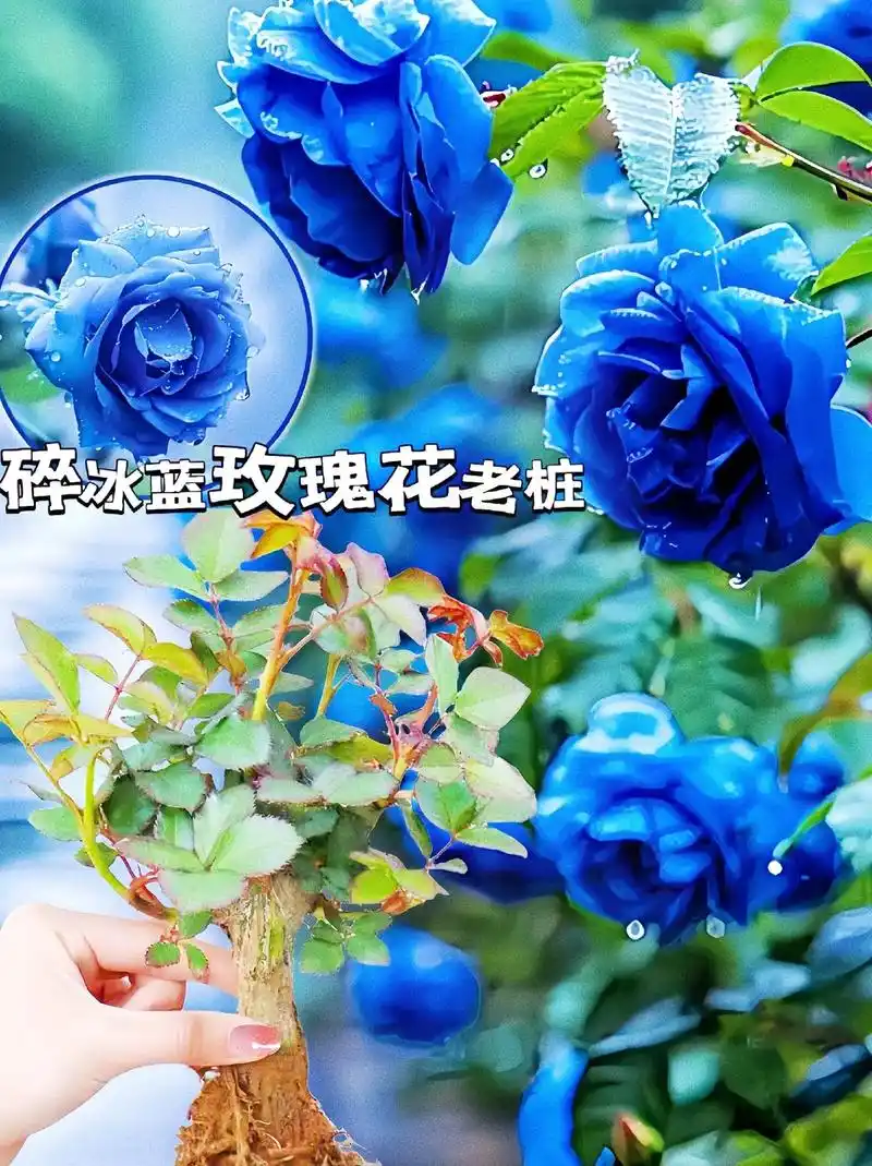 蓝玫瑰又名蓝色妖姬,它的花语:"清纯的爱.#花卉绿植 #美观 - 抖音