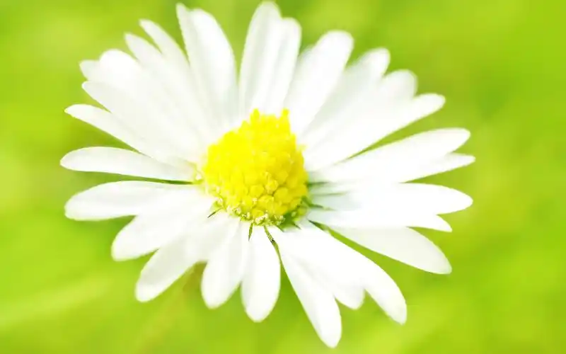 小清新素色淡雅花朵唯美lomo风格电脑桌面壁纸高清下载