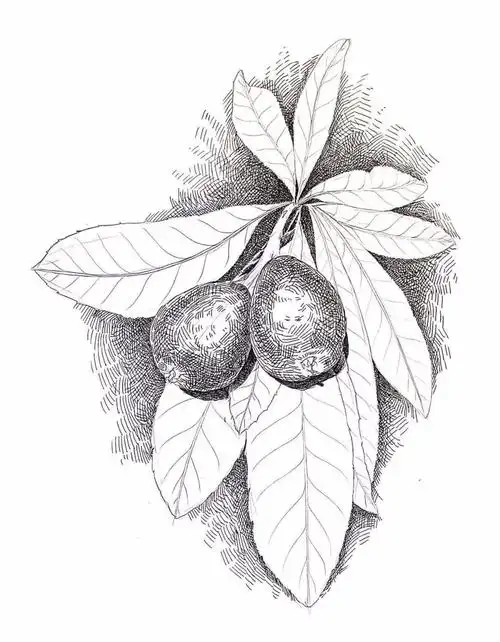 植物素描教程步骤图解植物素描详细步骤流程讲解