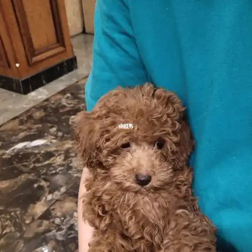 三个月大的小泰迪