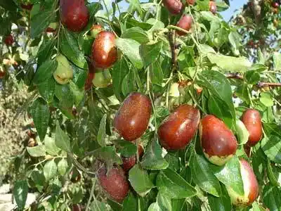 大枣- 怀柔采摘 - 怀柔旅游咨询网