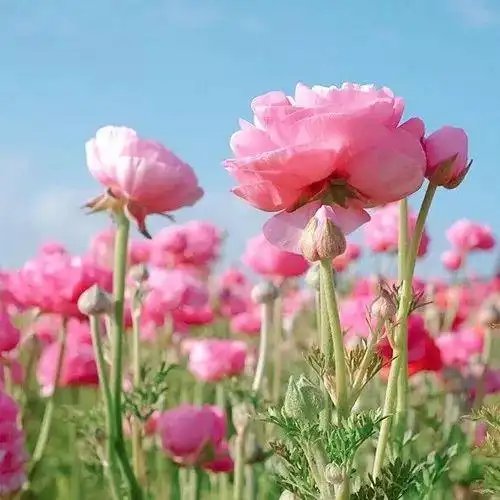微信头像风景或花草女