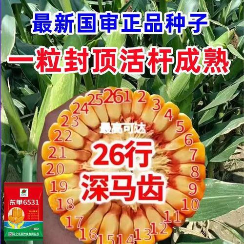 东单6531高产玉米种子杂交正品抗倒伏矮杆大棒子红轴种籽大全