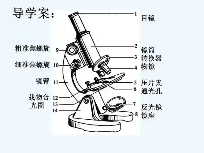 生物人教版七年级上册使用显微镜11练习使用显微镜ppt