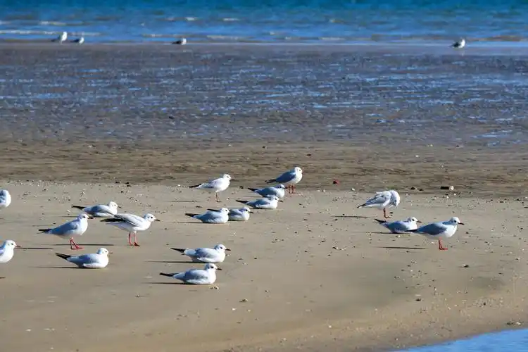 银滩海边的海鸥 - 美篇