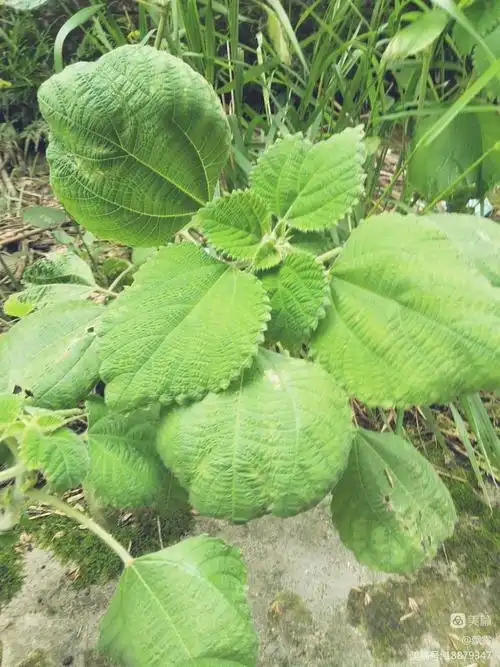 野苎麻长这样哦!