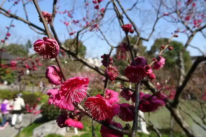 优良梅花品种乌羽玉