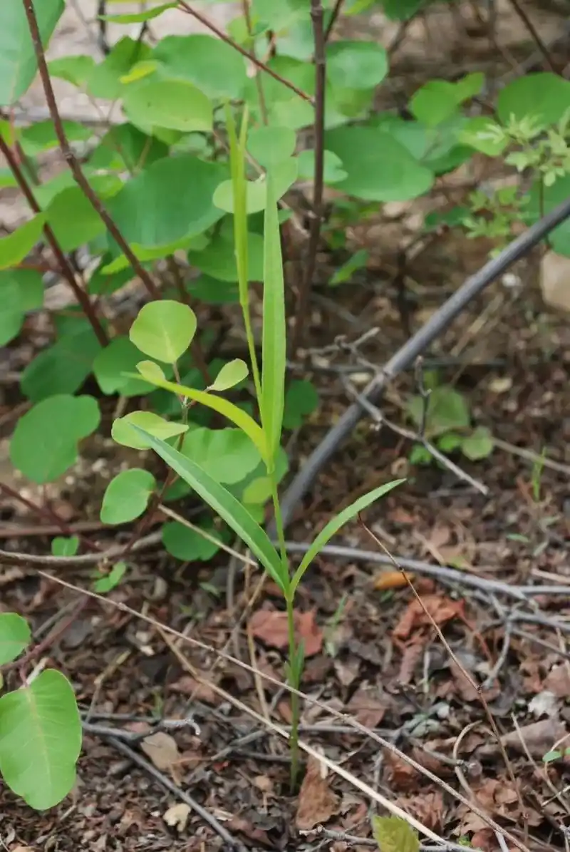 徐长卿,又名鬼督邮,一枝香等,是萝藦科鹅绒藤属多年生直立草本植物