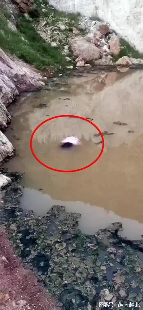 保定三个花季女孩水坑内溺亡,两个系亲姐妹|溺水|水库|野泳_网易订阅