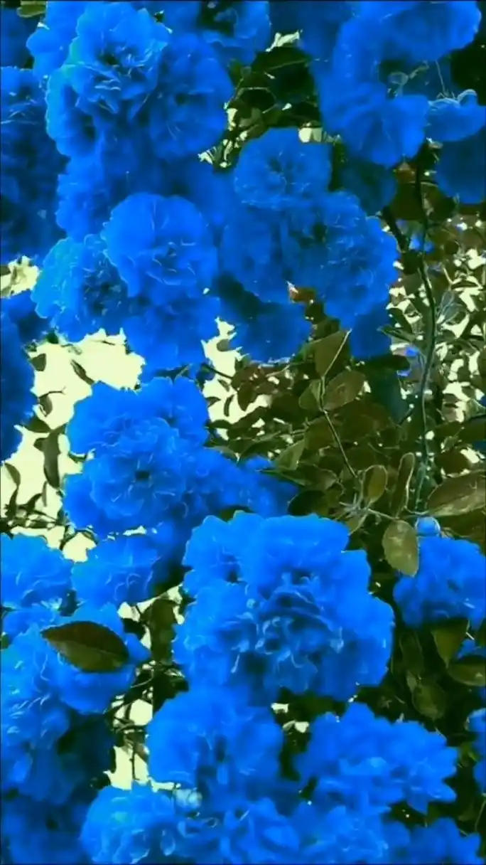 第一次见这么漂亮的蓝色月季,简直太美了!