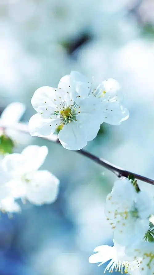 小清新花朵意境唯美图片,意境花图片小清新图片(小清新唯美小花儿高清