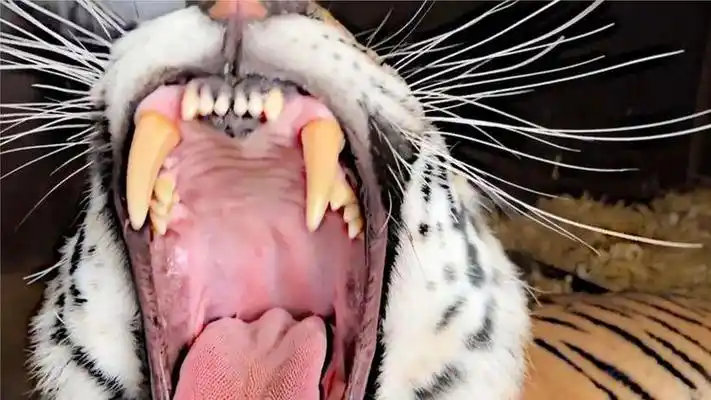 老虎的牙齿有多锋利?趁其打盹,饲养员靠近拍摄,差点酿成大祸!