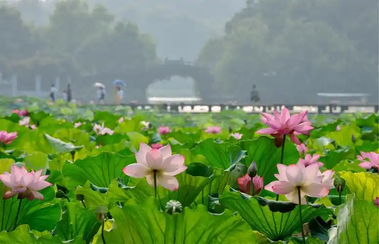 2017年杭州西湖夏季集景(周兔英 摄影)