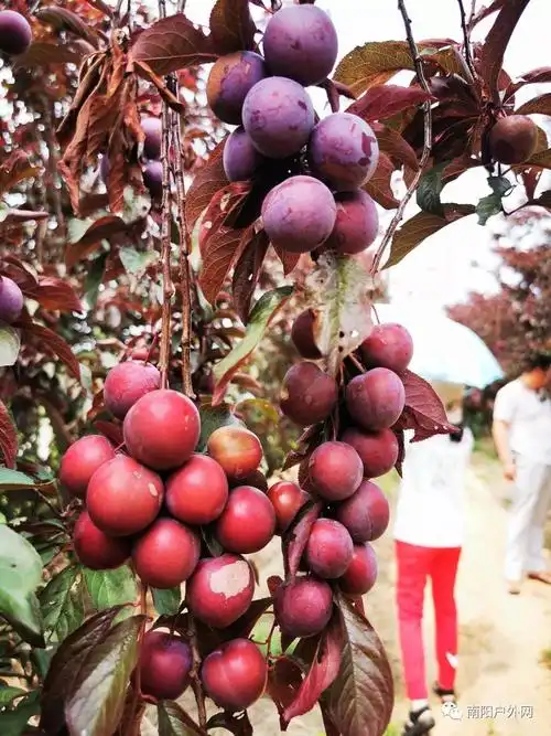 美人梅能吃吗(美人梅有什么作用)