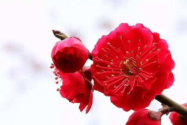 红须朱砂梅欣赏