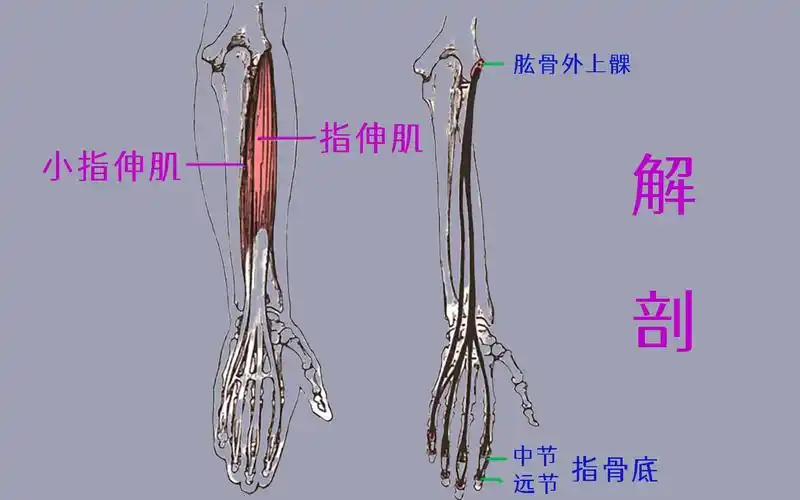 解剖 指伸肌 小指伸肌