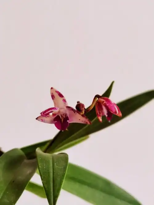 工作室的紫色兰花开了