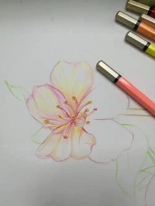 满树浪漫如云似霞樱花彩铅教程