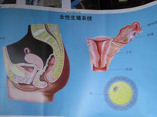 初中生物教学挂图图46女性生殖系统尺寸75x52厘米