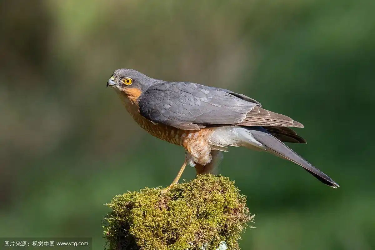 雀鹰特写(鹰隼)