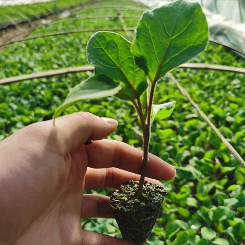 茄子苗秧5颗新鲜茄秧苗四季紫茄子绿茄春季蔬菜盆栽菜苗种子苗秧-mc母