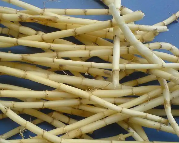 茅根的功效与作用用于热病烦渴胃热呕吐