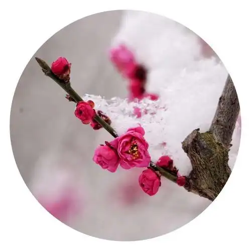 雪中梅花