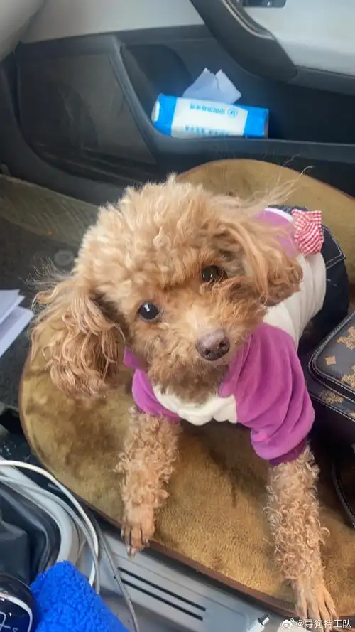 西宁寻狗#12岁棕色泰迪妹妹,名叫西西.