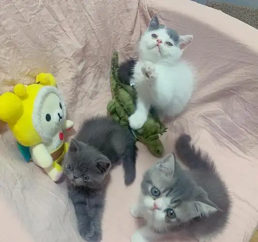 加菲英短混血宝宝找新家啦