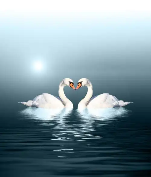 唯美天鹅恋爱图片3840x2160分辨率查看