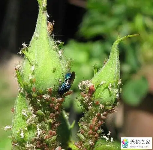 月季长了红蜘蛛有什么快速防治方法