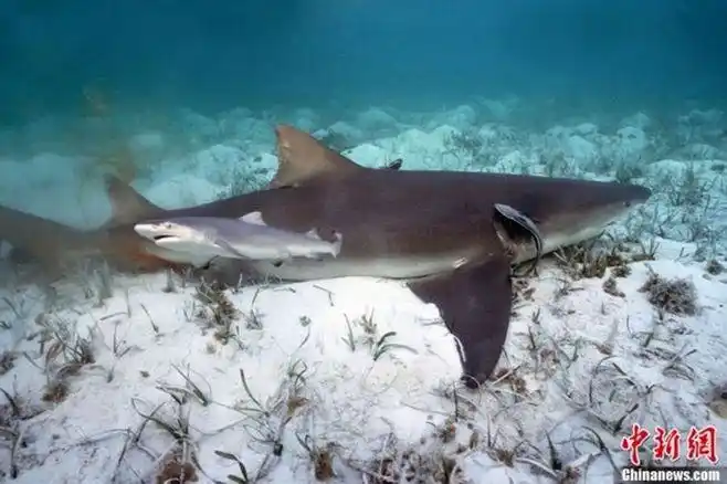 近日,一只柠檬鲨在巴哈马加勒比海一代生下小鲨鱼,这一罕见的画面正好