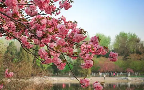 公园花卉美景高清摄影图片桌面壁纸-植物壁纸-手机壁纸下载-美桌网