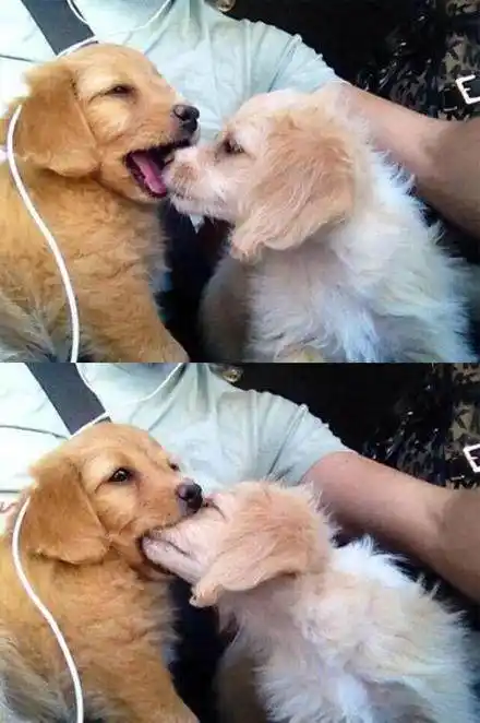 亲爱的,好久不见了,来,亲一个 狗狗版一大口亲亲