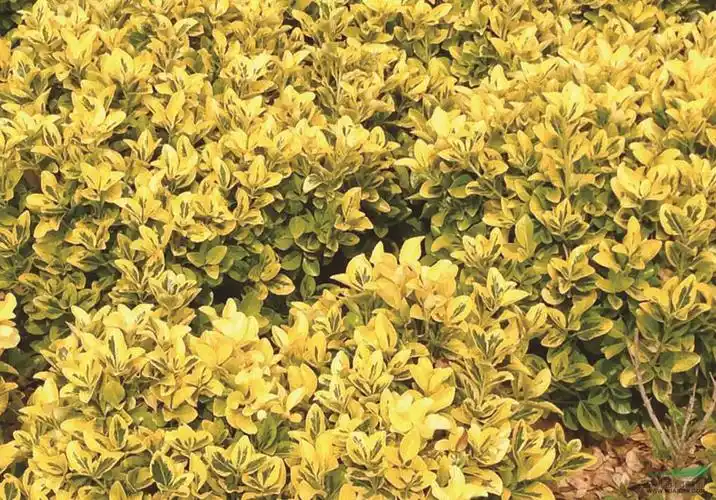 金边黄杨病害(金边黄杨病虫害防治) - 123植物网